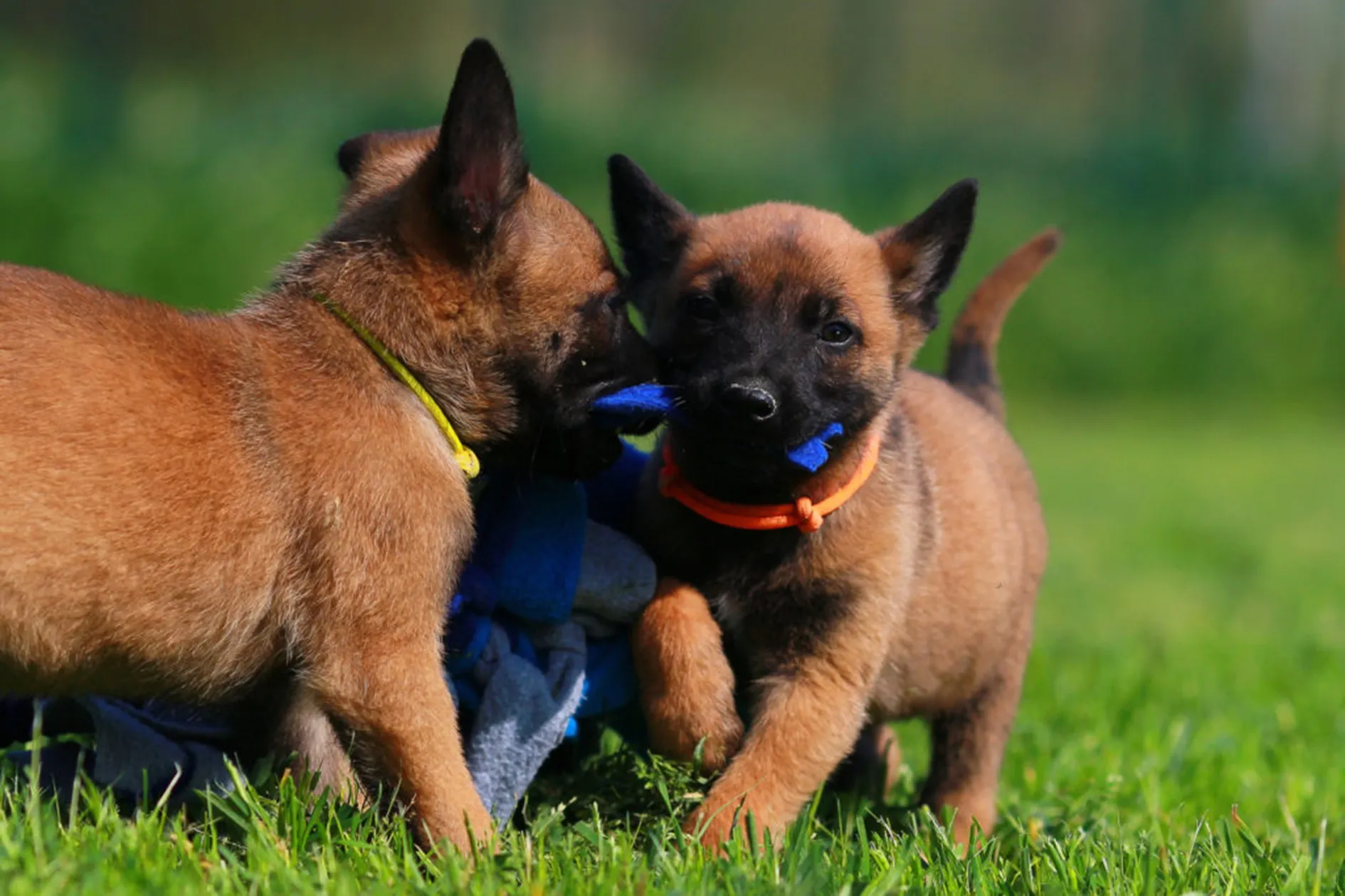 spelende puppy's