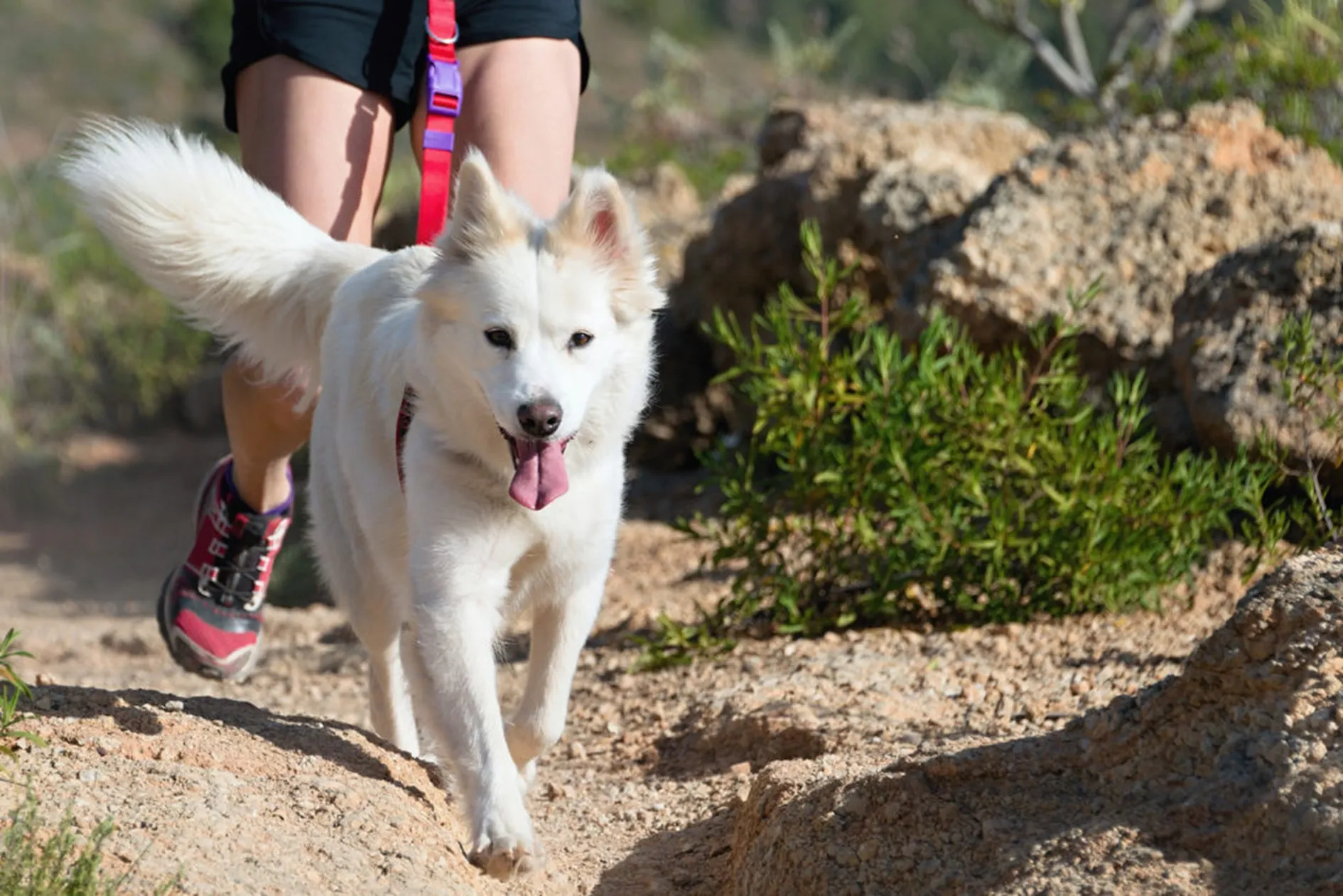 hond sport met baasje