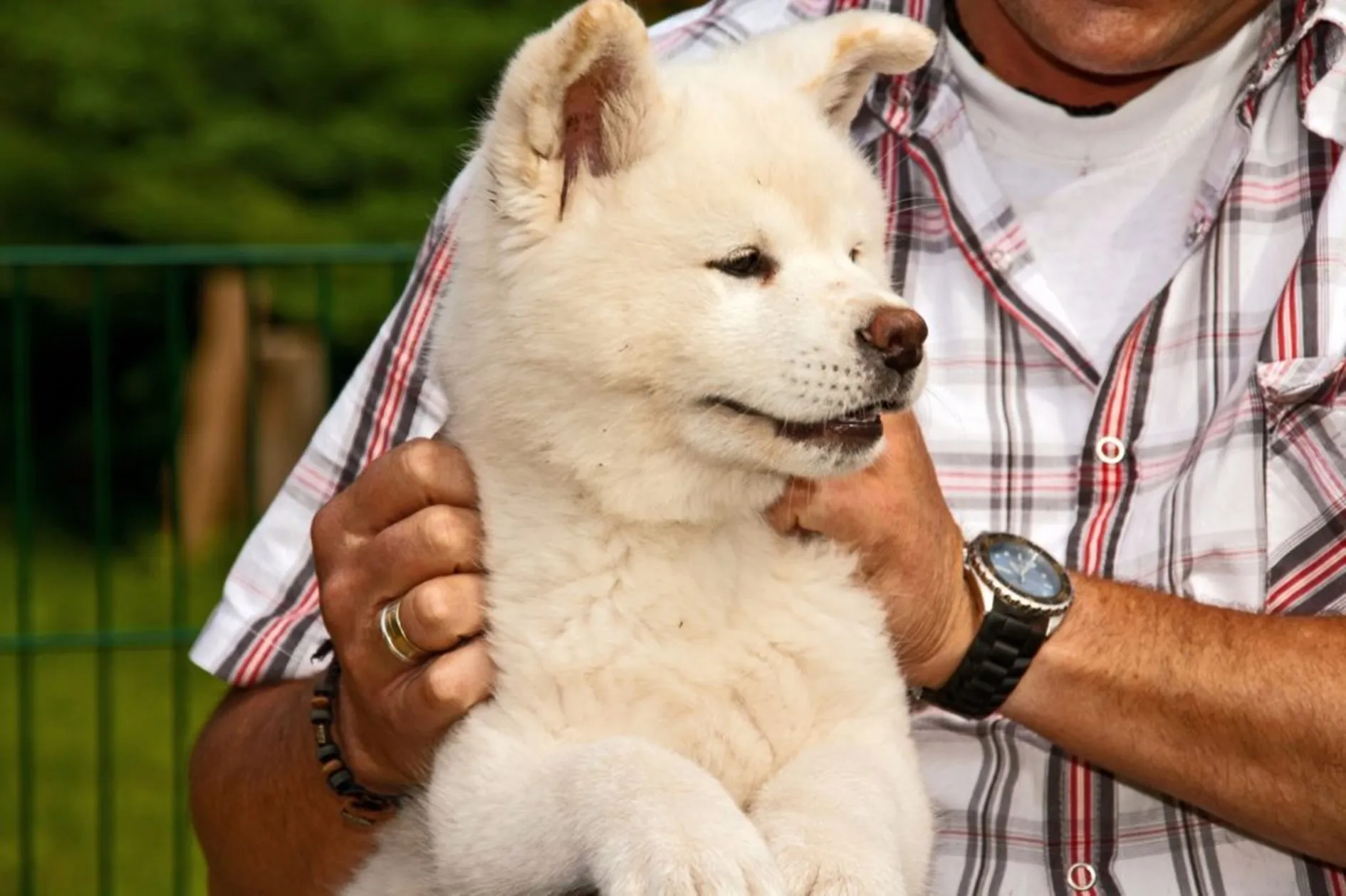 Witte hond