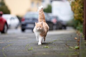 Help, kat aangereden! Zo handelt u op de juiste manier