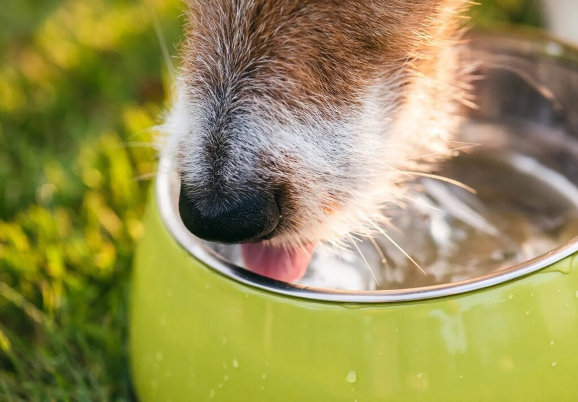 Hond drinkt water