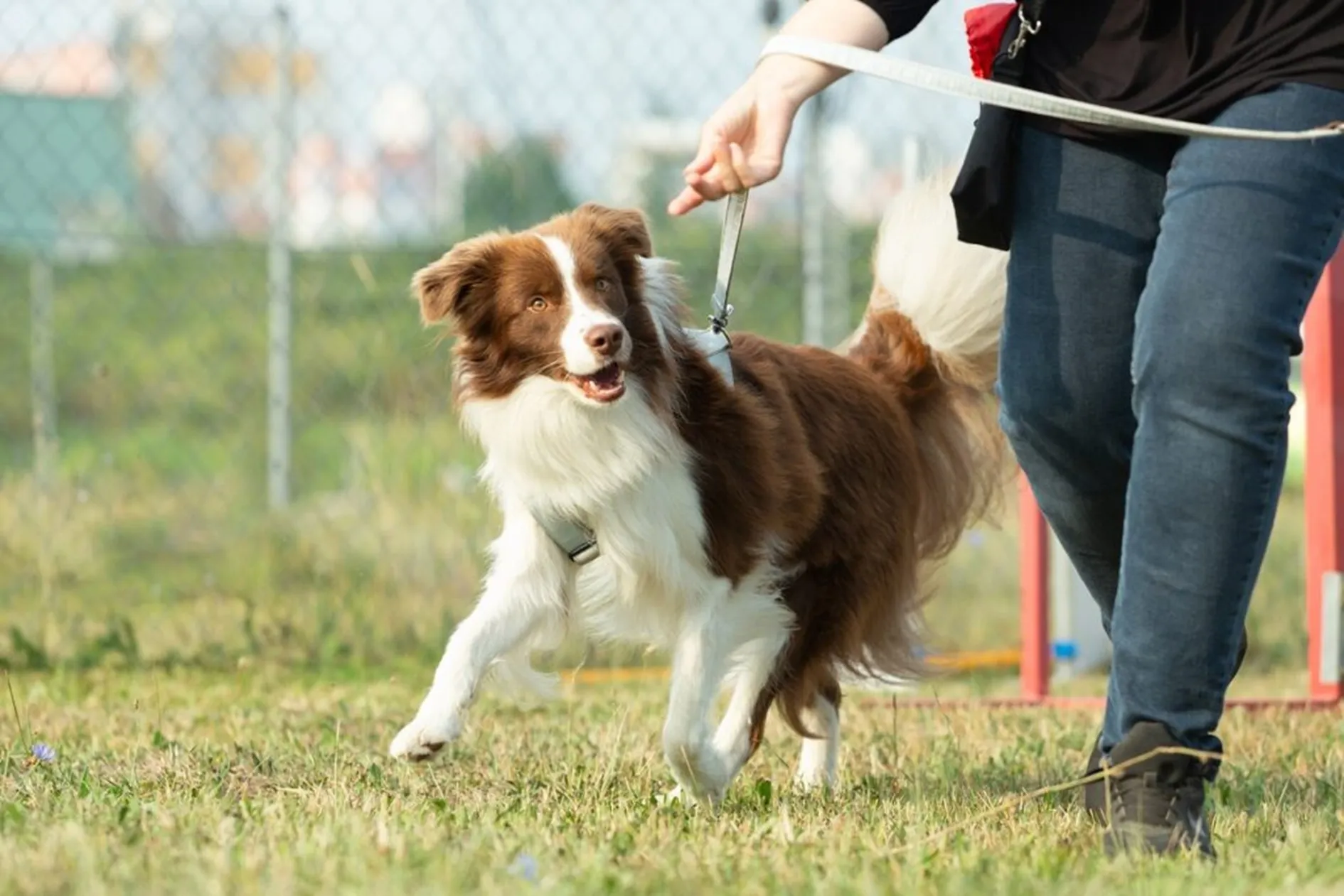 Baasje loopt met de hond