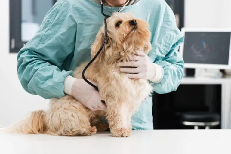 Controle hond