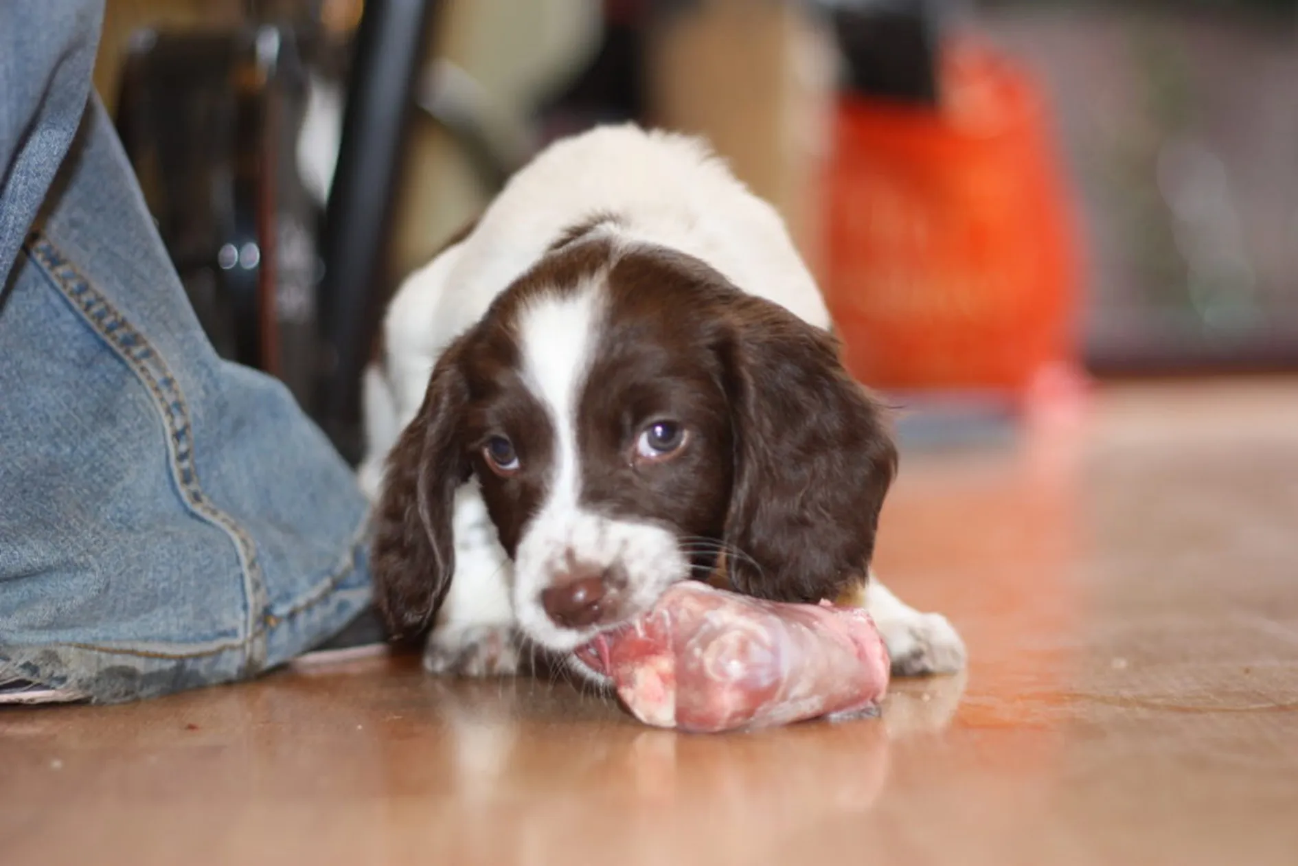 Hond eet vlees