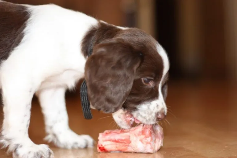 Hond eet vlees