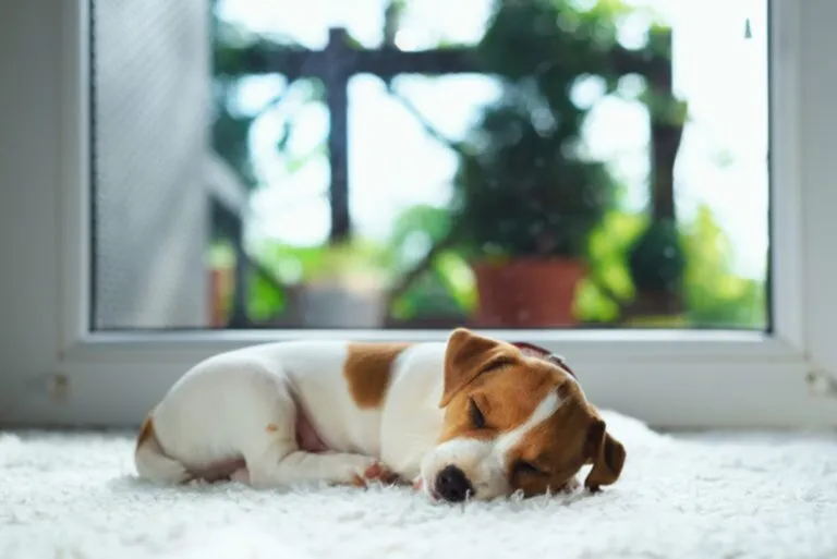 slapende hond op mat