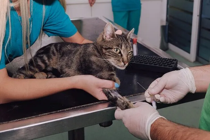 Bloedonderzoek bij een kat