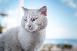Huidkanker bij katten: symptomen, behandeling & prognose