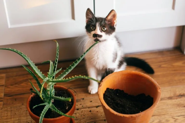 Kat met bloempotten