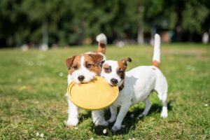 ADHS bij honden: Wat te doen bij hyperactiviteit?