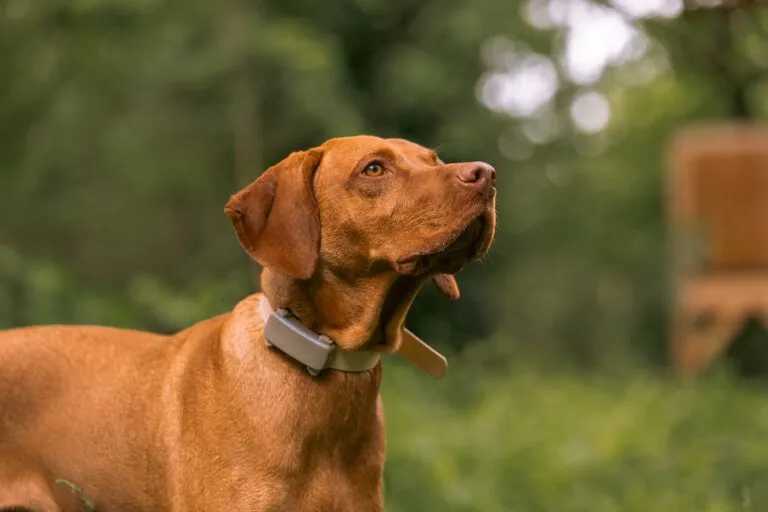 honden gadgets