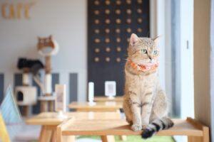 Kattencafés enorm populair in Nederland en dit is waarom