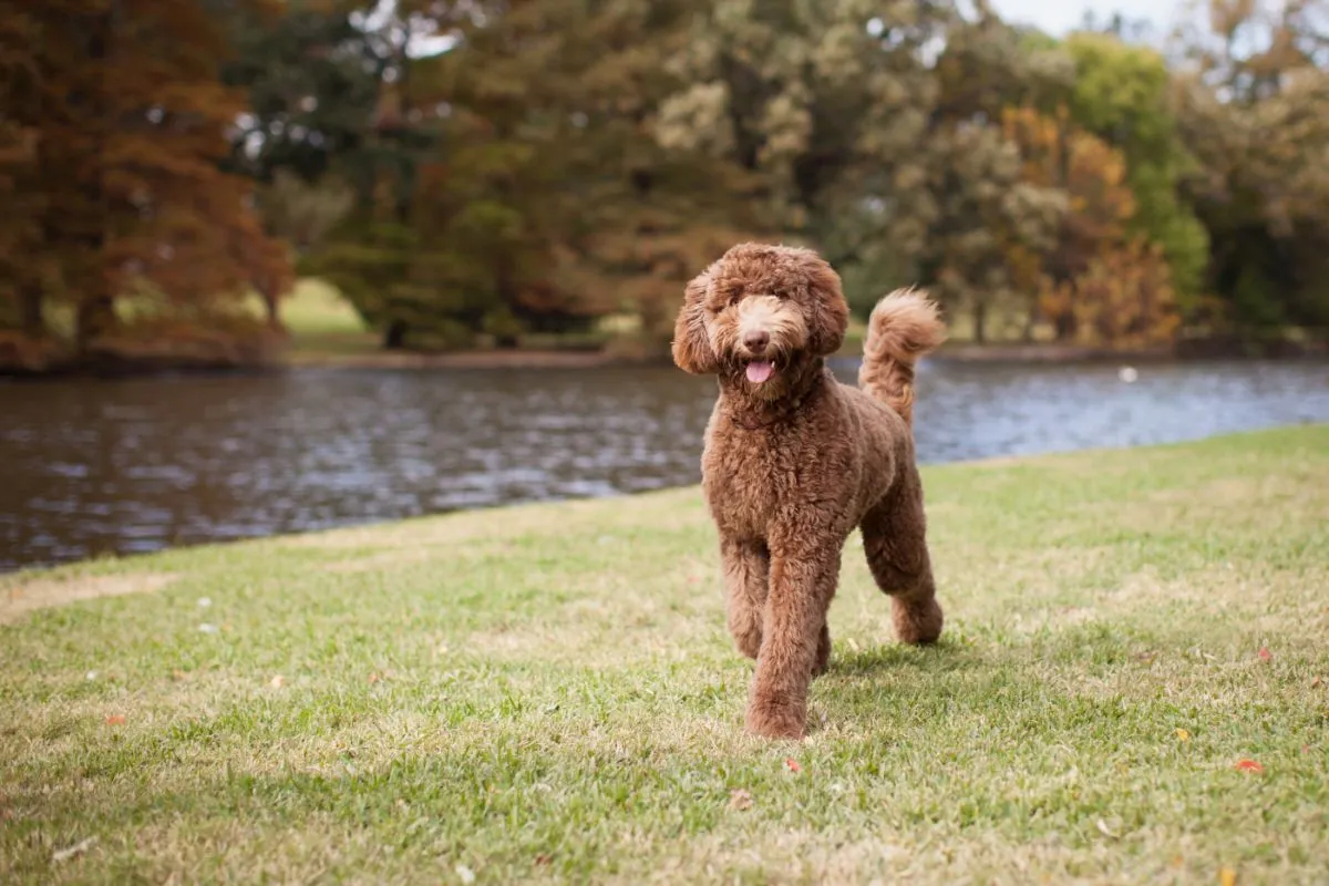 Mooie bruine Labradoodle aan het wandelen bij het meer in het park met Aut