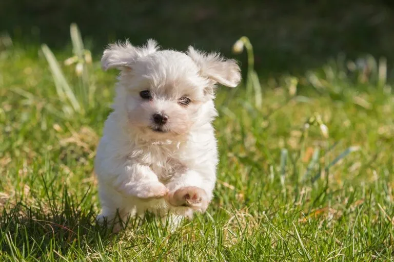 Puppy die zijn nieuwe thuis binnenkomt