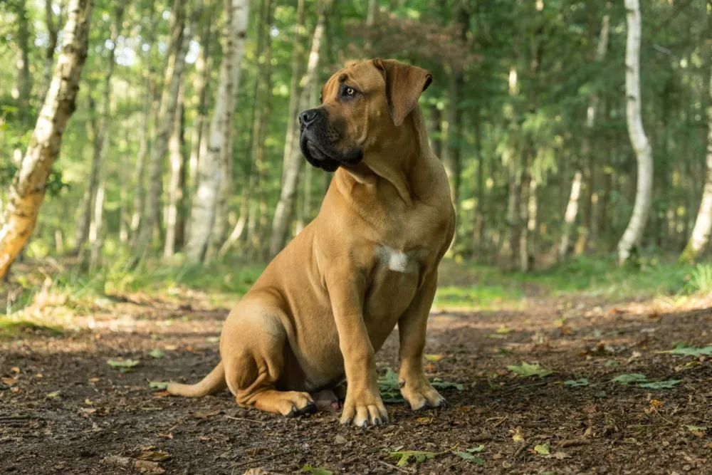 Jonge Boerboel of Zuid-Afrikaanse Mastiff van voren gezien in een bosrijke omgeving