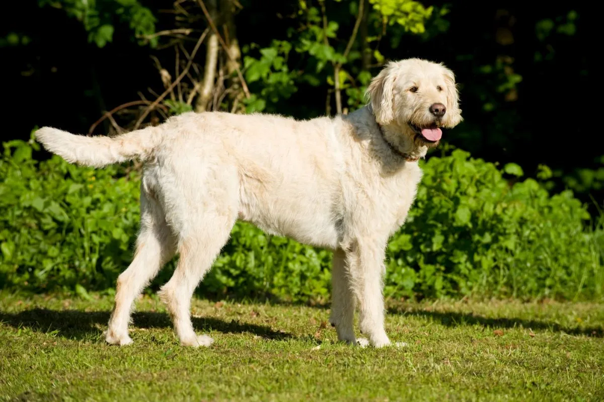 Staande Labradoodle in de natuur