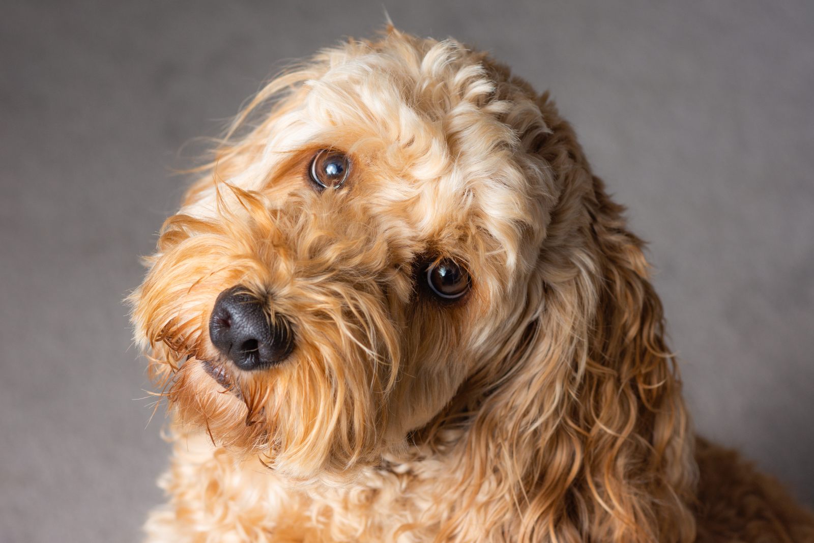 Cockapoos zijn geweldig als hond voor sportieve gezinnen