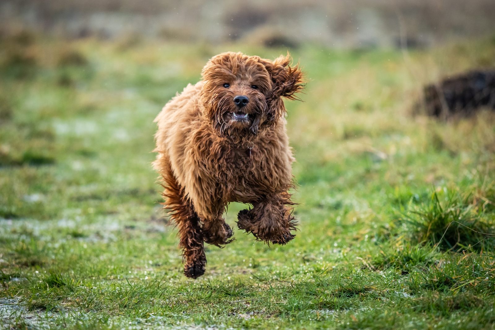 Cockapoo puppy aan het rennen