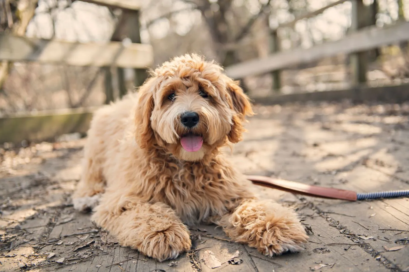 Golden Labradoodle hond buiten in de herfst
