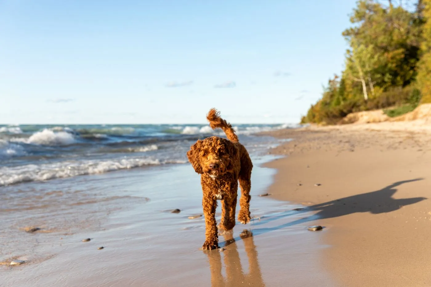 Een Australische labradoodle wandelt langs de oever van Lake Michigan