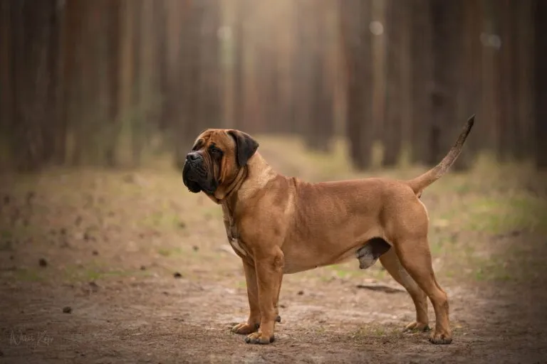 Boerboel hondenras met showkwaliteit verbazingwekkende foto