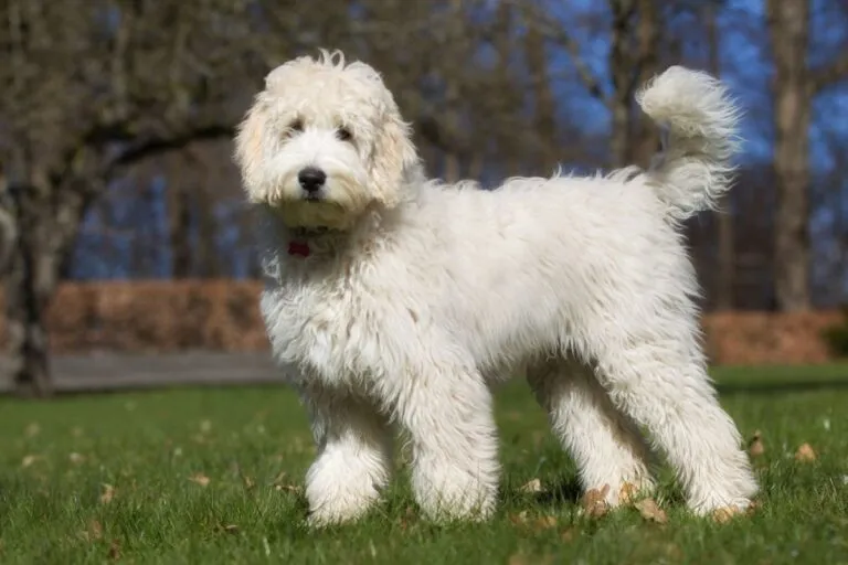 Labradoodle hond buiten in de natuur