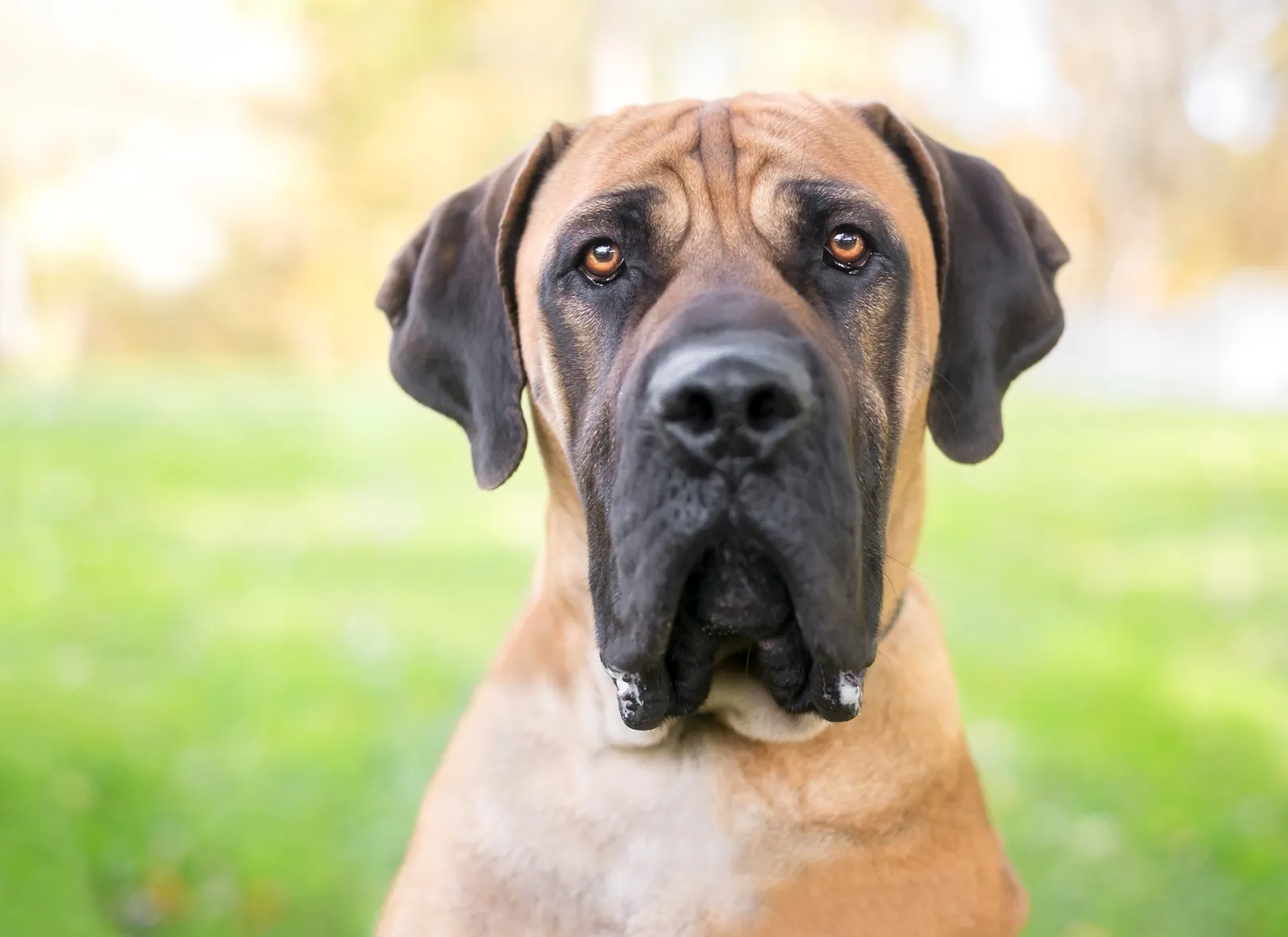 Een Boerboel hond met een serieuze uitdrukking buiten