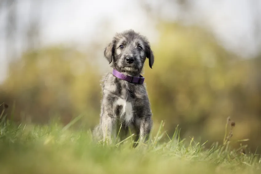Ierse wolfshondpup in de lente