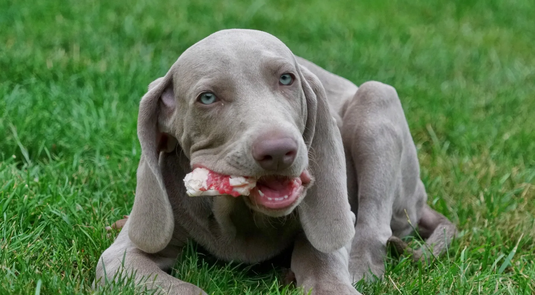 Weimaraner puppy met kauwbot