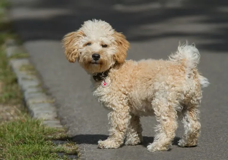 Cavapoo (Cavoodle) behoort tot Hybride Hondenrassen