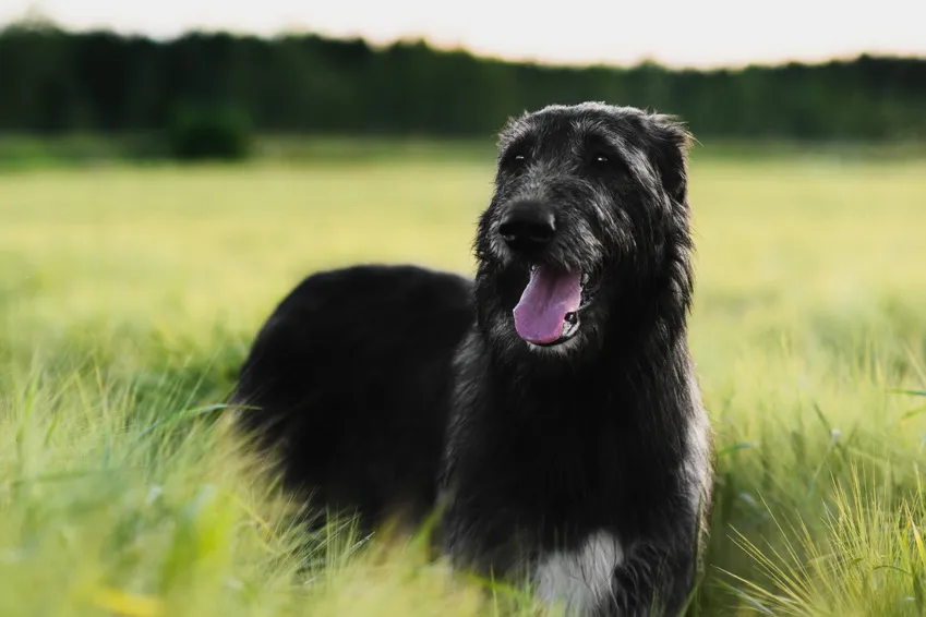 Zwarte Ierse Wolfshond in het groene veld