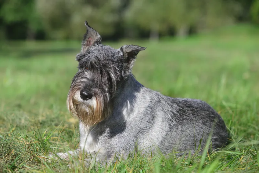 Schnauzers zijn goedmoedige en speelse honden kunnen het bijzonder goed vinden met kinderen.