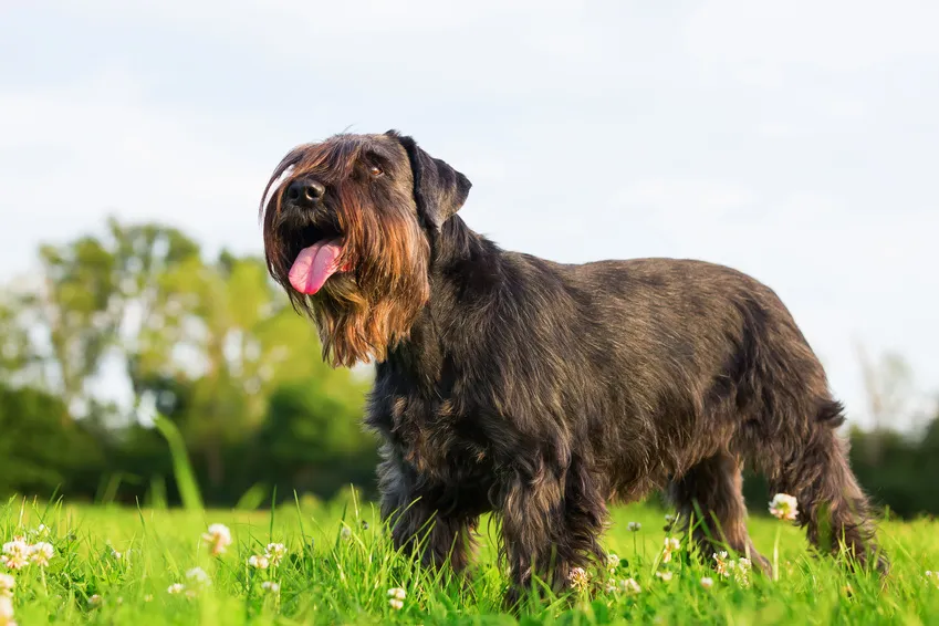 De schnauzer sterke uithoudingsvermogen, alertheid en hechte band met paarden, waarbij de pinscher zich altijd op zijn gemak voelt, bezorgden hem ook een andere taak: het bewaken van reizigers.
