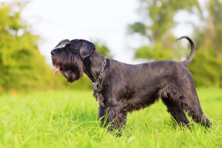 De schnauzer is een veelzijdige en zelfverzekerde vriend.