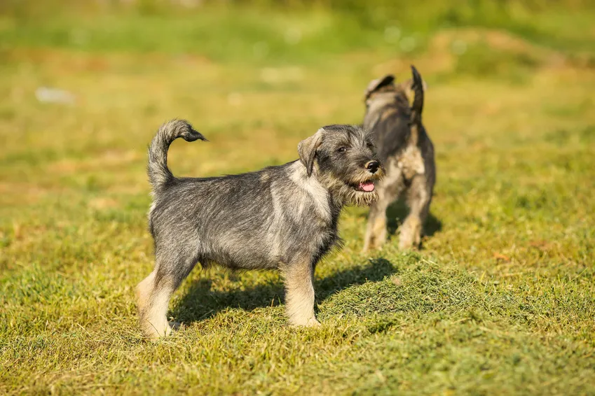 De schnauzer vindt zijn oorsprong in Zuid-Duitsland
