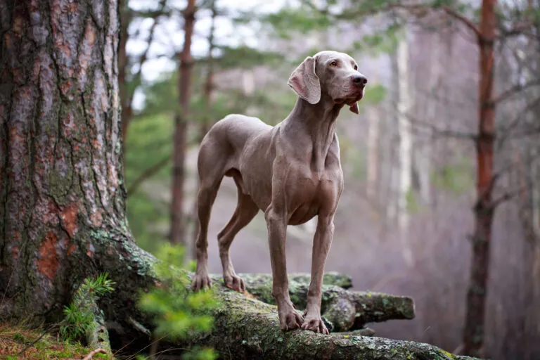 Weimaraner op verkenning in het bos