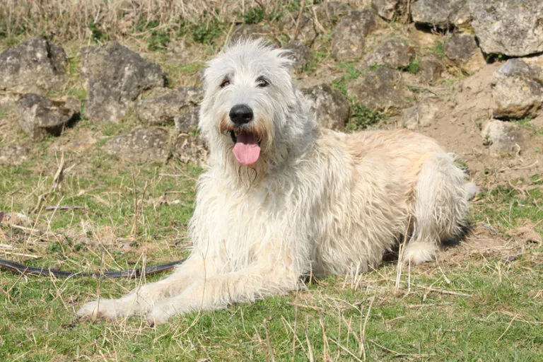 Witte Ierse Wolfshond in het gras