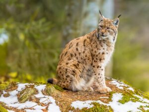 Lynxen
