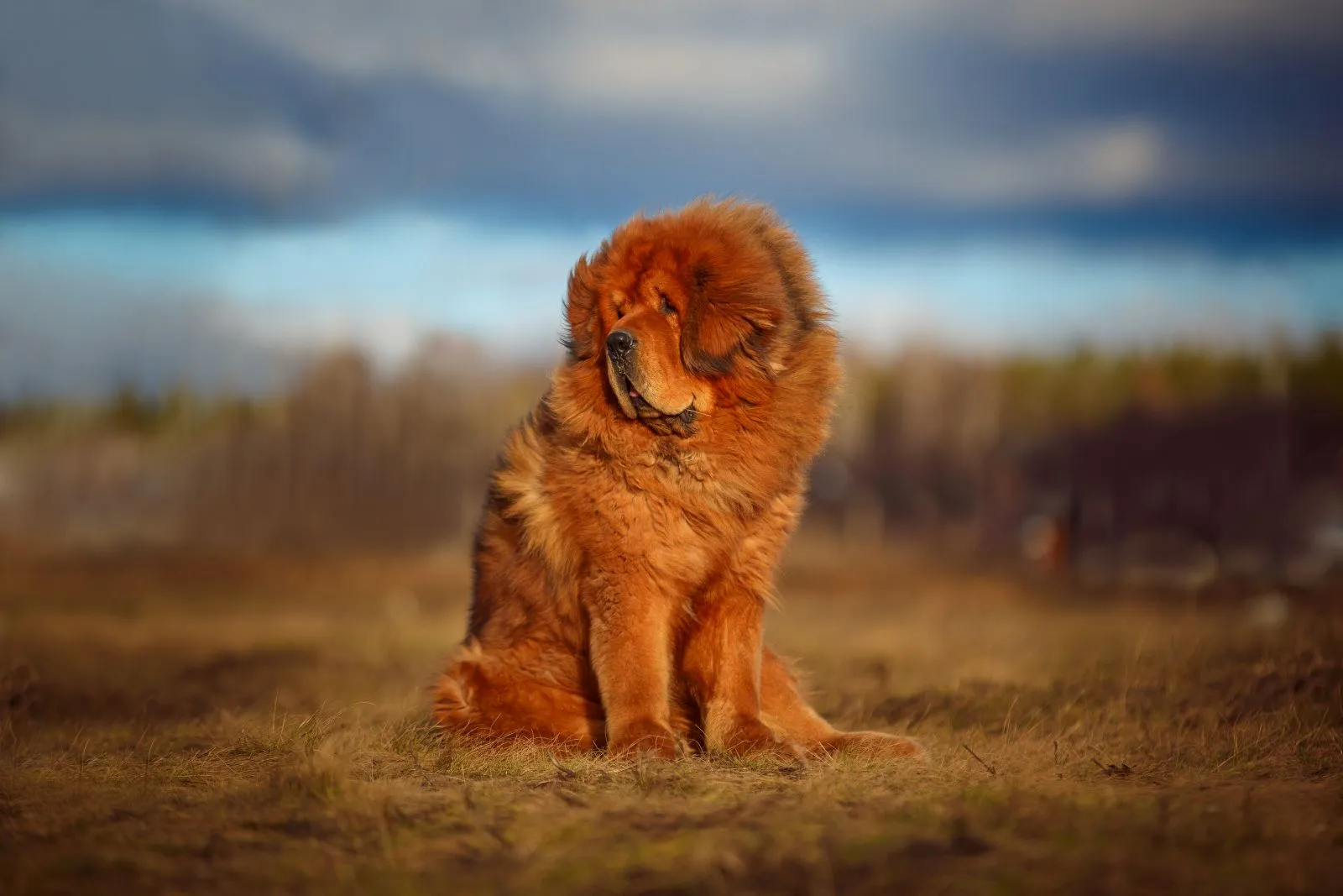 Prachtig hondenras, Tibetaanse mastiff, tegen een natuurlijke achtergrond.