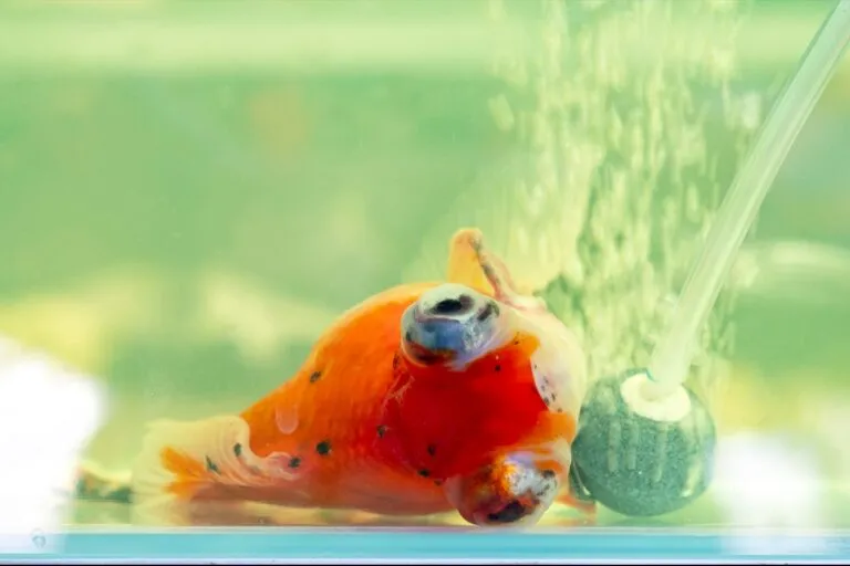 Zieke goudvis op de bodem van het aquarium Zieke goudvis op de bodem van het aquarium