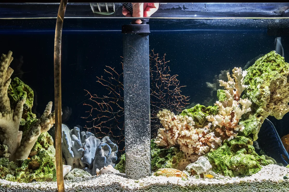 Reinigen van grind in een zoetwateraquarium Reinigen van grind in een zoetwateraquarium