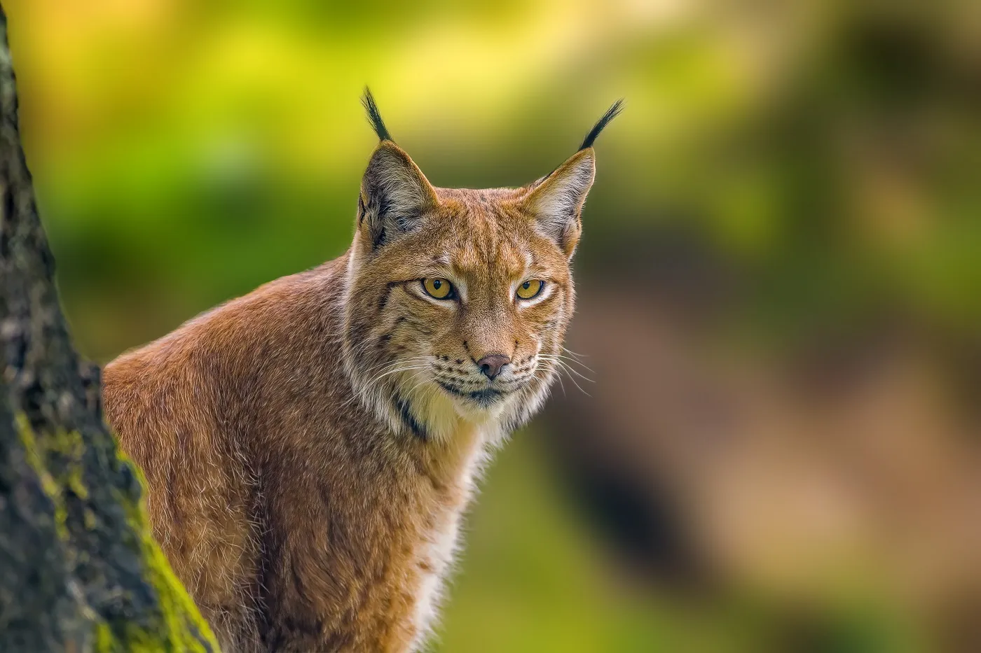 een wilde lynx verstopt in de bossen