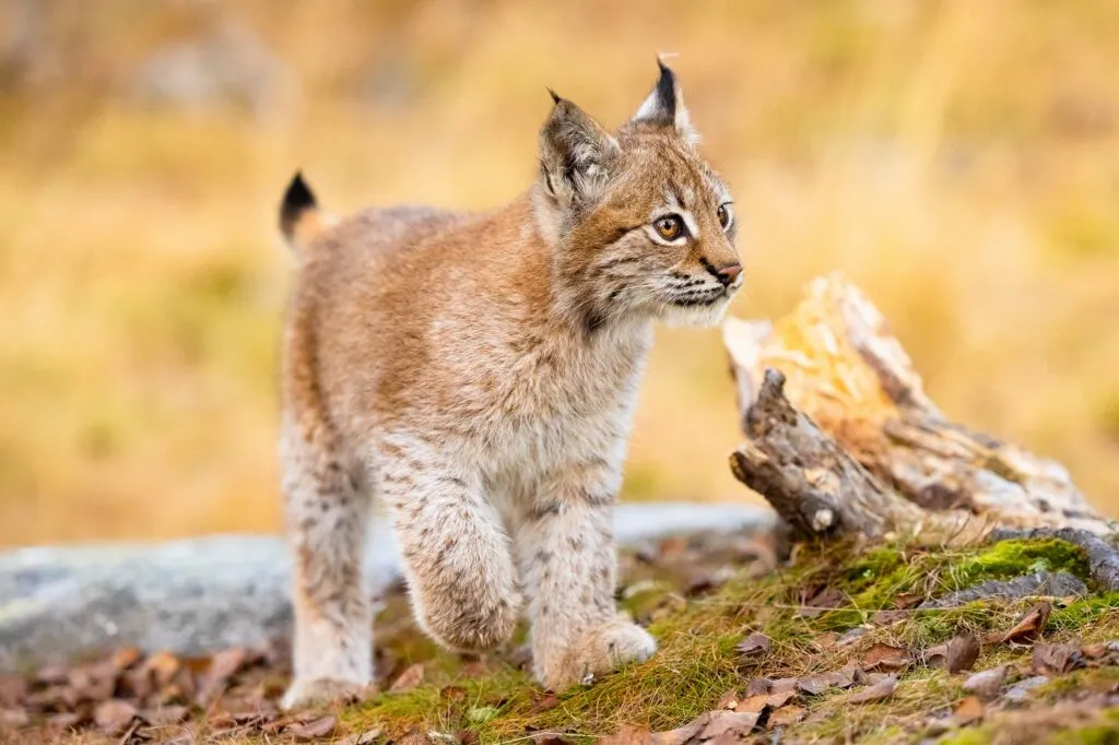 Mooie Euraziatische lynx welp wandelend in het bos in wildernis gebied.