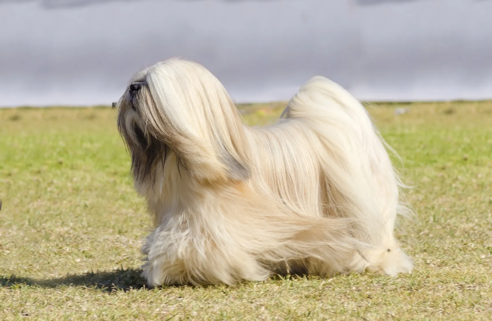 De langharige, bebaarde Lasa hond heeft een zware rechte lange vacht en is een gezelschapshond.