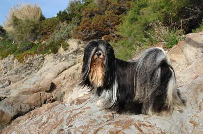 Portret van lhasa apso hond in openlucht.