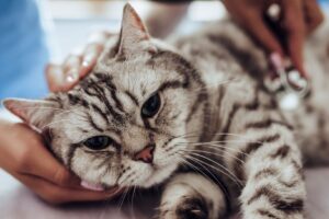 Kattenziekte (Panleukopenie, FPV): Symptomen &amp; behandeling