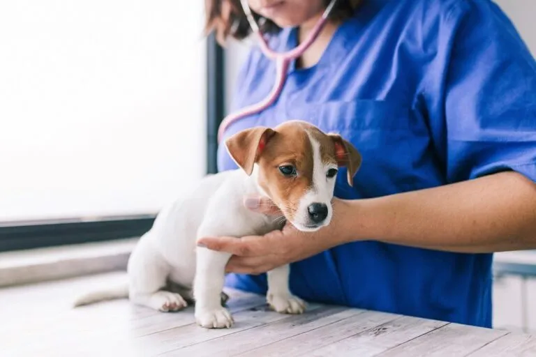 Pup bij eetplek; benadrukt hygiëne om spoelwormen te voorkomen.