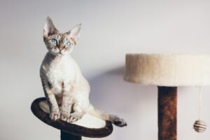 Devon Rex