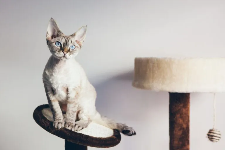 Devon Rex