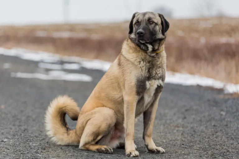 Anatolische herdershond